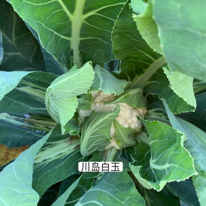 川岛白玉青梗松花菜种子白花菜春秋两用花菜种子米粒细花球大