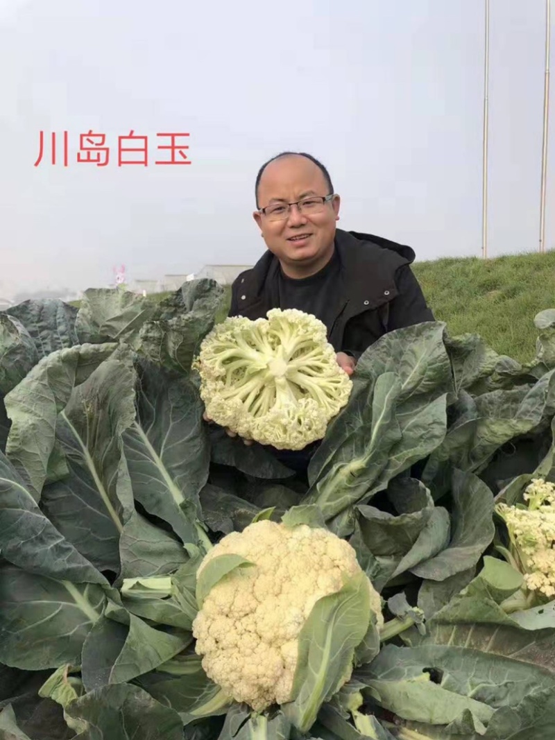 川岛白玉青梗松花菜种子白花菜春秋两用花菜种子米粒细花球大