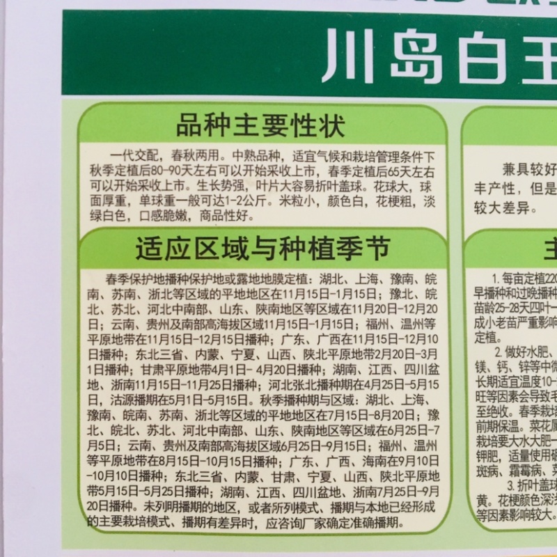 川岛白玉青梗松花菜种子白花菜春秋两用花菜种子米粒细花球大