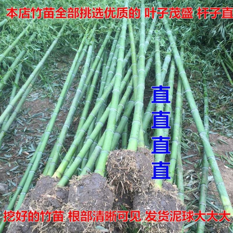 竹子苗庭院植物盆栽四季常青绿化黄金竹苗金镶玉罗汉竹大毛竹