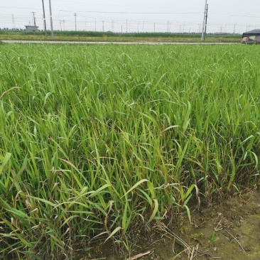 芦竹青叶芦竹种植基地芦竹价格浙江芦竹批发佳颖园艺