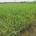 芦竹青叶芦竹种植基地芦竹价格浙江芦竹批发佳颖园艺