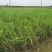 芦竹青叶芦竹种植基地芦竹价格浙江芦竹批发佳颖园艺
