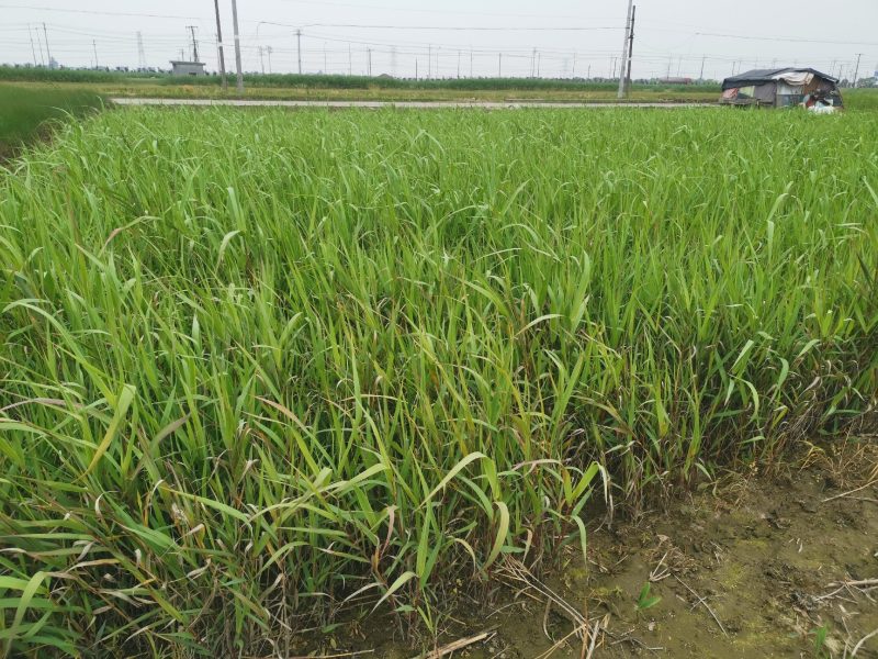 芦竹青叶芦竹种植基地芦竹价格浙江芦竹批发佳颖园艺