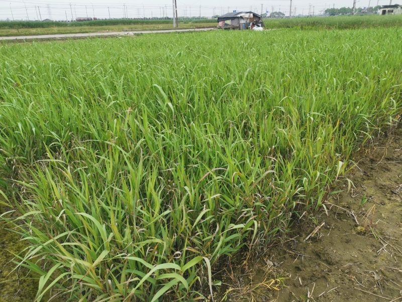 芦竹青叶芦竹种植基地芦竹价格浙江芦竹批发佳颖园艺