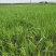 芦竹青叶芦竹种植基地芦竹价格浙江芦竹批发佳颖园艺
