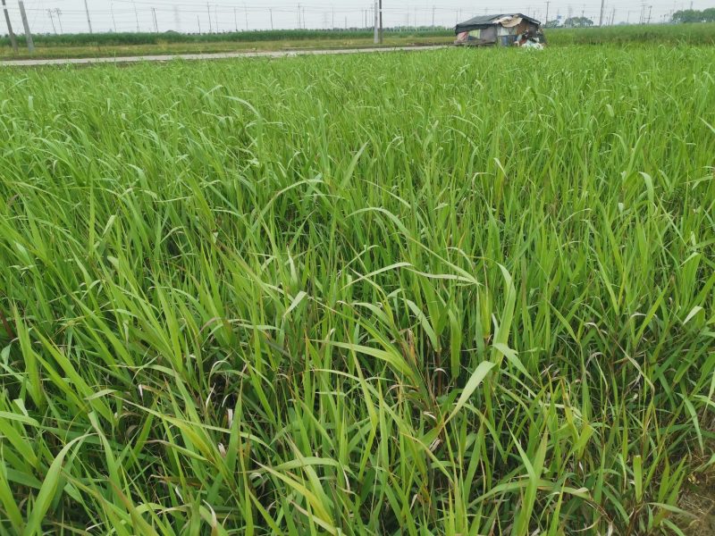 芦竹青叶芦竹种植基地芦竹价格浙江芦竹批发佳颖园艺