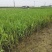 芦竹青叶芦竹种植基地芦竹价格浙江芦竹批发佳颖园艺