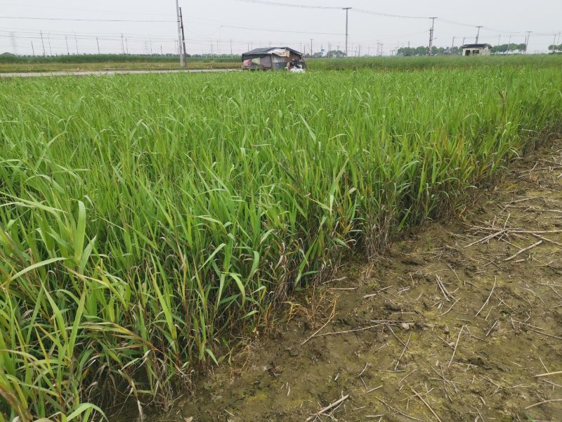 芦竹青叶芦竹种植基地芦竹价格浙江芦竹批发佳颖园艺