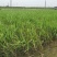 芦竹青叶芦竹种植基地芦竹价格浙江芦竹批发佳颖园艺