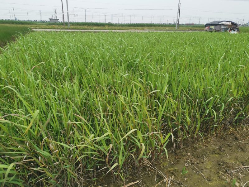 芦竹青叶芦竹种植基地芦竹价格浙江芦竹批发佳颖园艺