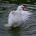 红头鸭净重5至8斤都有，白条整只鸭宰好两只起拍