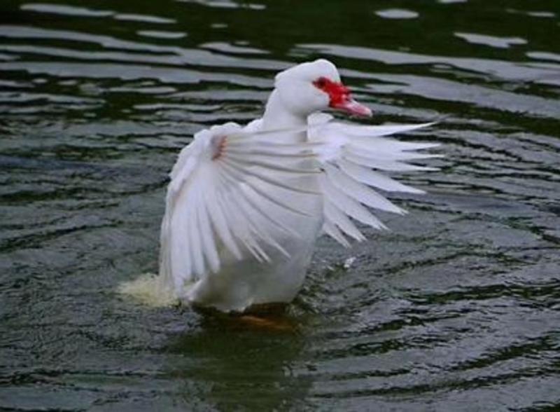 红头鸭净重5至8斤都有，白条整只鸭宰好两只起拍
