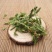伸筋草野生中药材正品舒筋草粉泡脚伸筋草泡脚