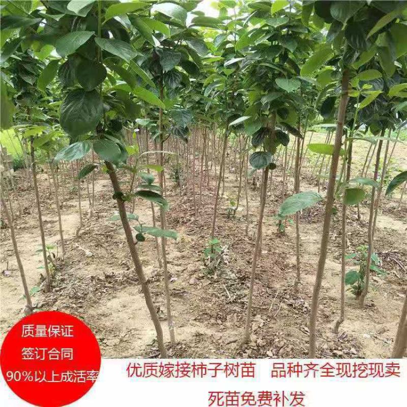柿子树苗嫁接日本太秋柿阳丰甜柿甜脆柿苗保真