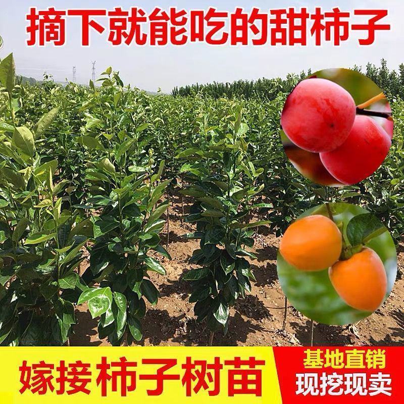 柿子树苗嫁接日本太秋柿阳丰甜柿甜脆柿苗保真