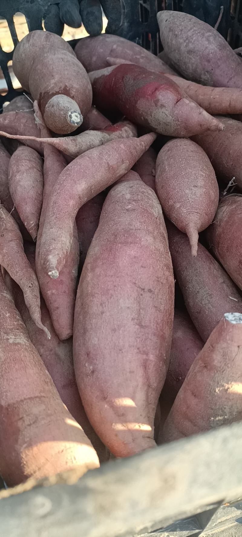 饶阳精品西瓜红