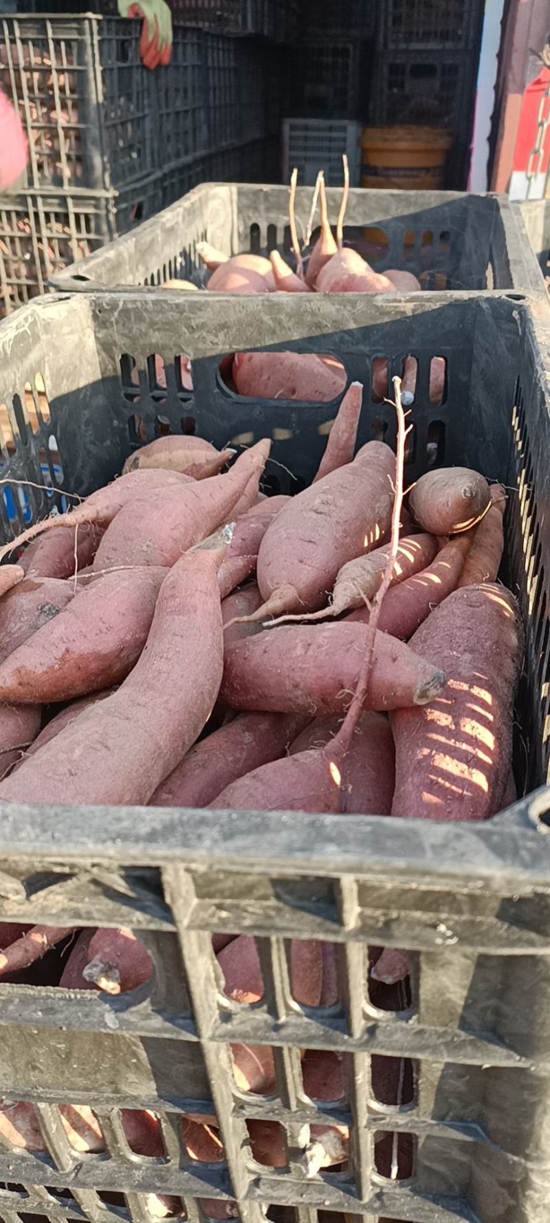 饶阳精品西瓜红