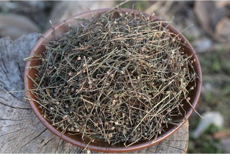 江西野生百花蛇舌草草药白花蛇舌草中药材蛇舌草