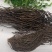 威灵仙10年老根东北新挖山辣椒根威灵仙粉非家种草药