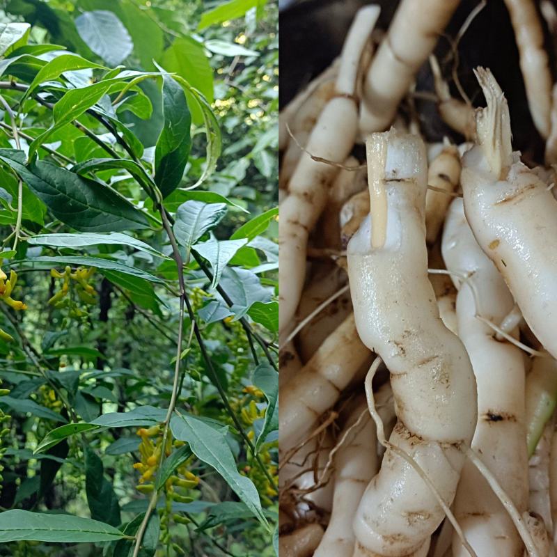 野生黄花倒水莲肉质根鲜货，叶子做茶下单现采。
