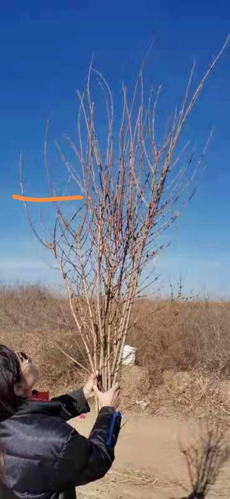 插花寸寸金串串金