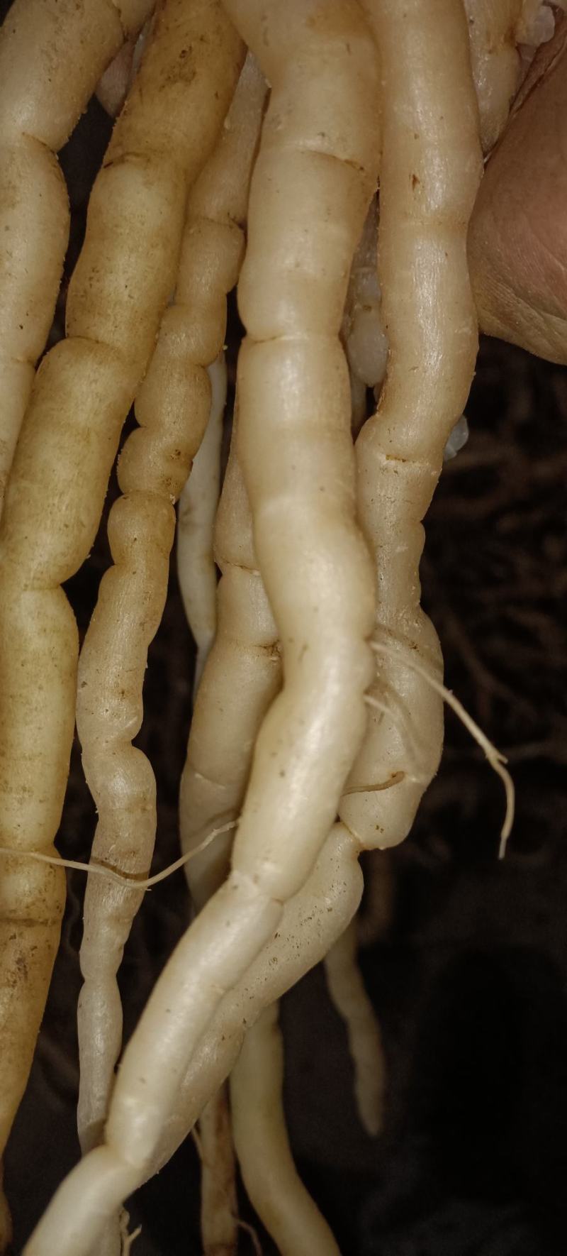 野生黄花倒水莲肉质根鲜货，叶子做茶下单现采。