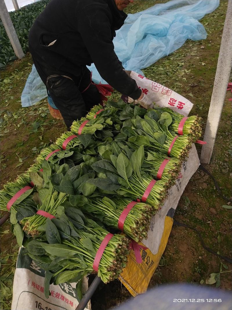 山东菠菜惠民25公分精品菠菜，实力商家