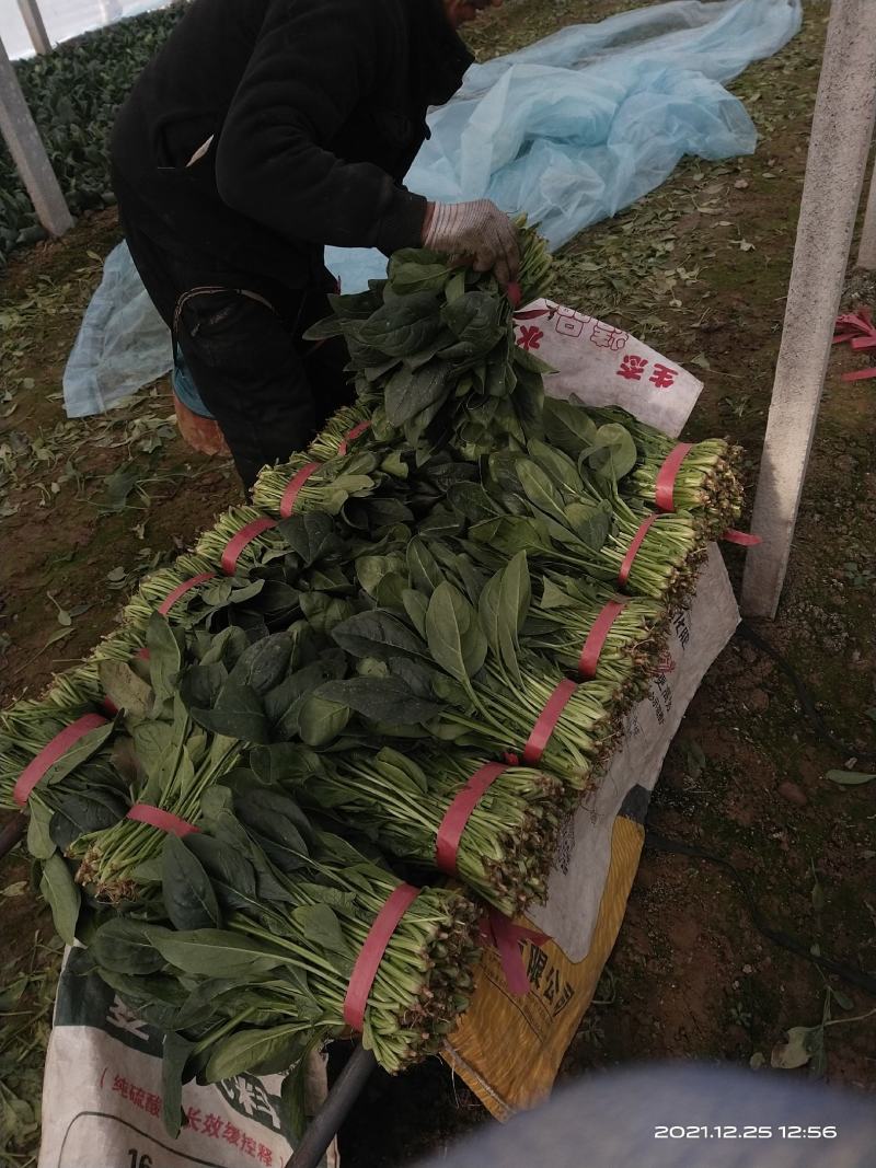 山东菠菜惠民25公分精品菠菜，实力商家