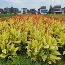 花叶美人蕉花叶美人蕉小苗花叶美人蕉种植基地花叶美人蕉价