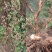 朝天罐，七孔莲、朝天瓮子、张天罐、紫金钟，现采现发。