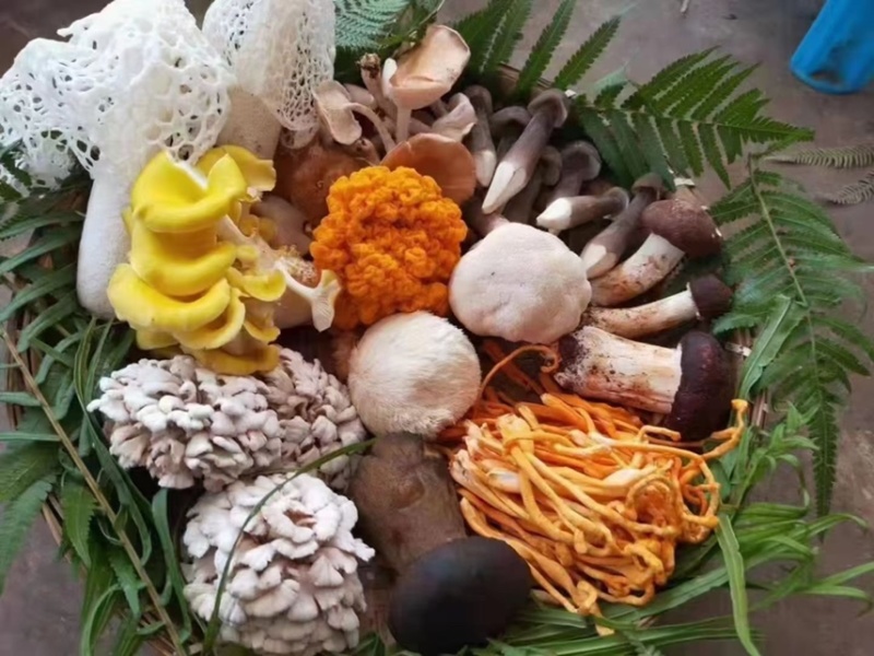 菌鲜特菇礼盒，精品伴手礼，年前精选，欢迎订购
