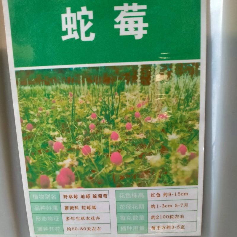 蛇莓种子野生草莓多年生园林地被花籽草坪点缀庭院盆栽花