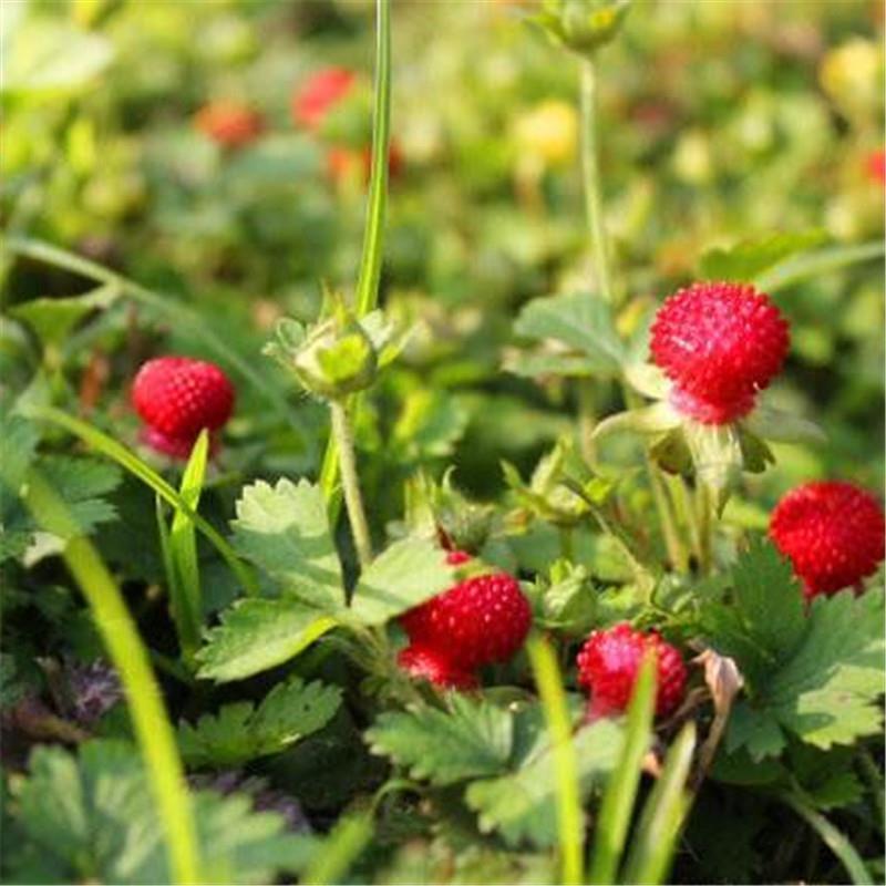 蛇莓种子野生草莓多年生园林地被花籽草坪点缀庭院盆栽花