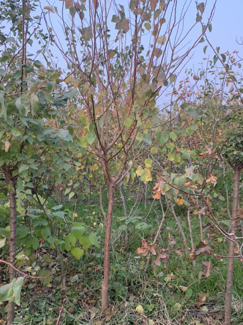 河南焦作修武县城东种苗专业合作社清地处理树苗