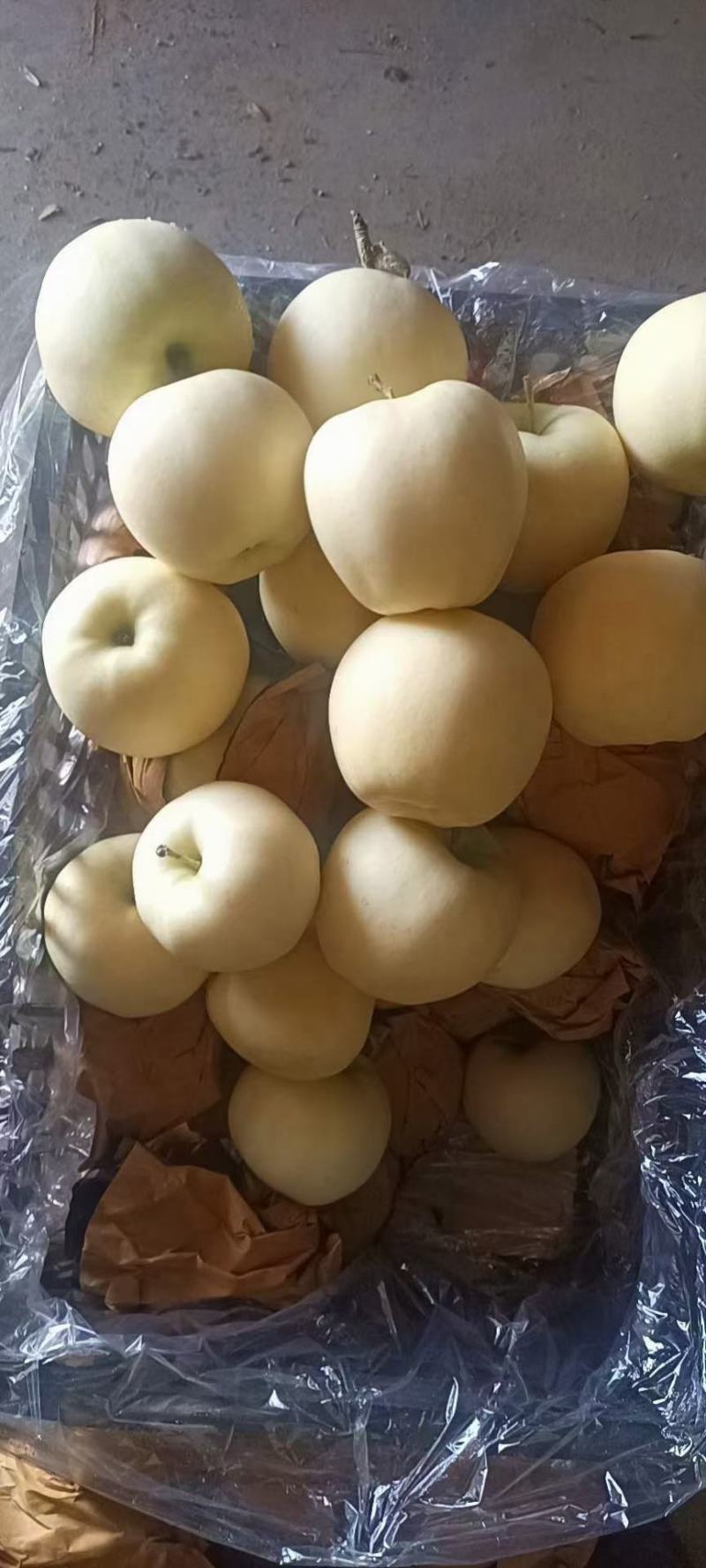 辽宁绥中黄元帅苹果金帅苹果货源充足脆甜多汁