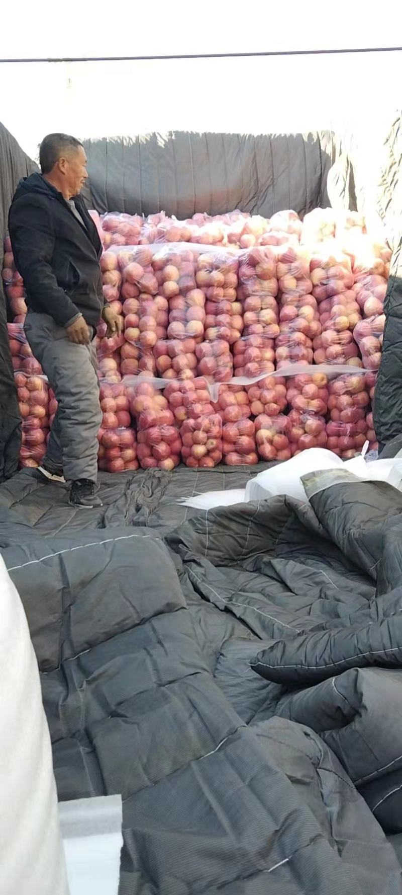 寒富
