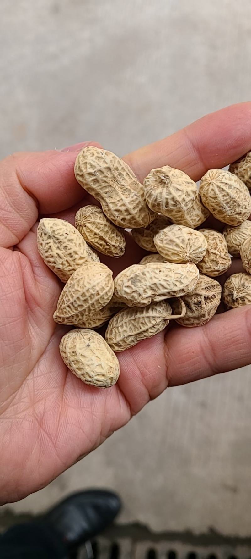 广东翻秋花生种子，纯手工剥壳花生米种子，高油高产。