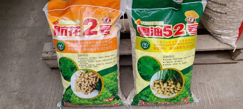 广东翻秋花生种子，纯手工剥壳花生米种子，高油高产。