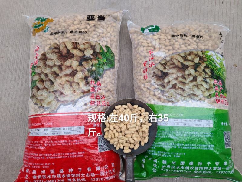 广东翻秋花生种子，纯手工剥壳花生米种子，高油高产。