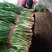 山东韭菜莱州紫根韭菜大量上市中产地一手货源保质保量