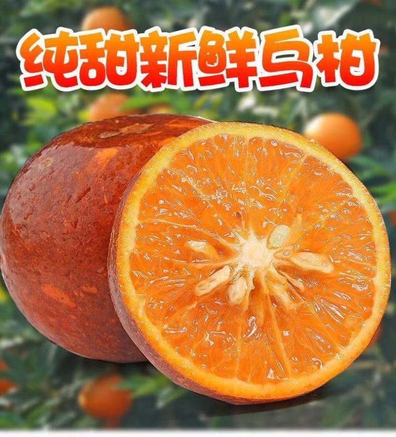 【包邮】一件代发正宗乌柑广西武鸣产地直发柑桔爆甜脏脏柑