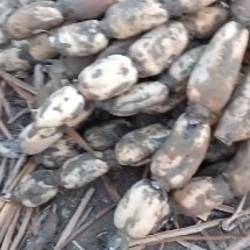 黄河白莲藕大量上市欢迎老板们提前订货。