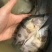 鳜鱼苗、、一亩田下单安全、视频选货、淡水养、
