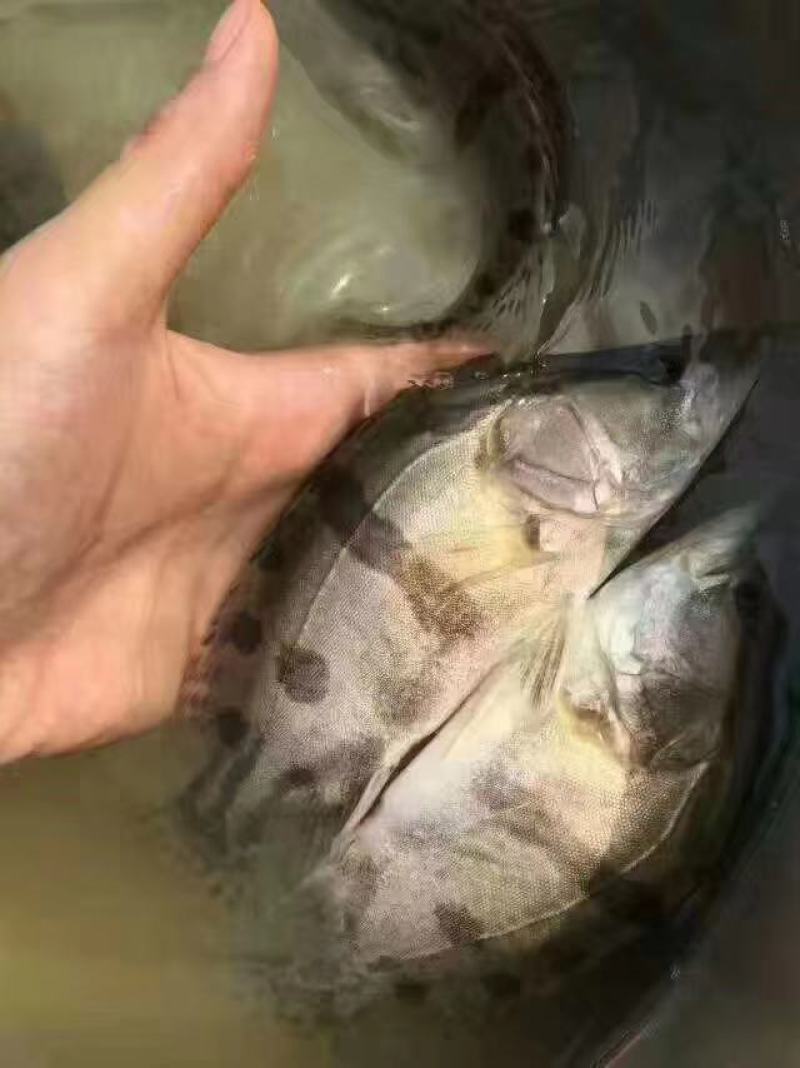 鳜鱼苗、、一亩田下单安全、视频选货、淡水养、