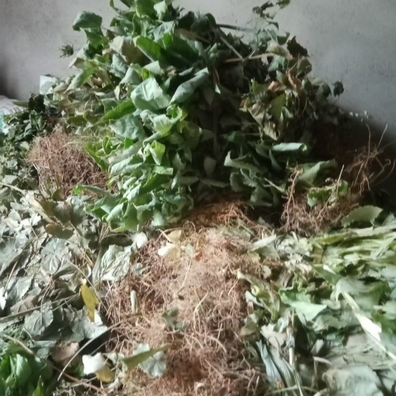 正品柔毛淫羊藿产地直发高含量