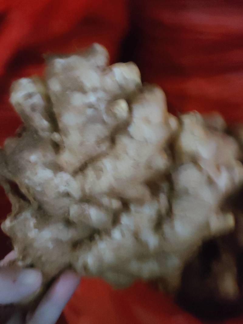 山东大黄姜寻东南亚代卖商
