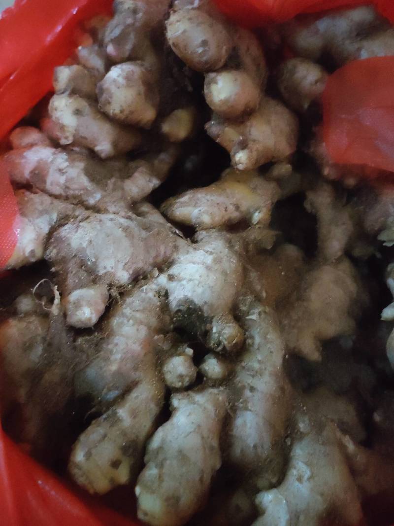 山东大黄姜寻东南亚代卖商