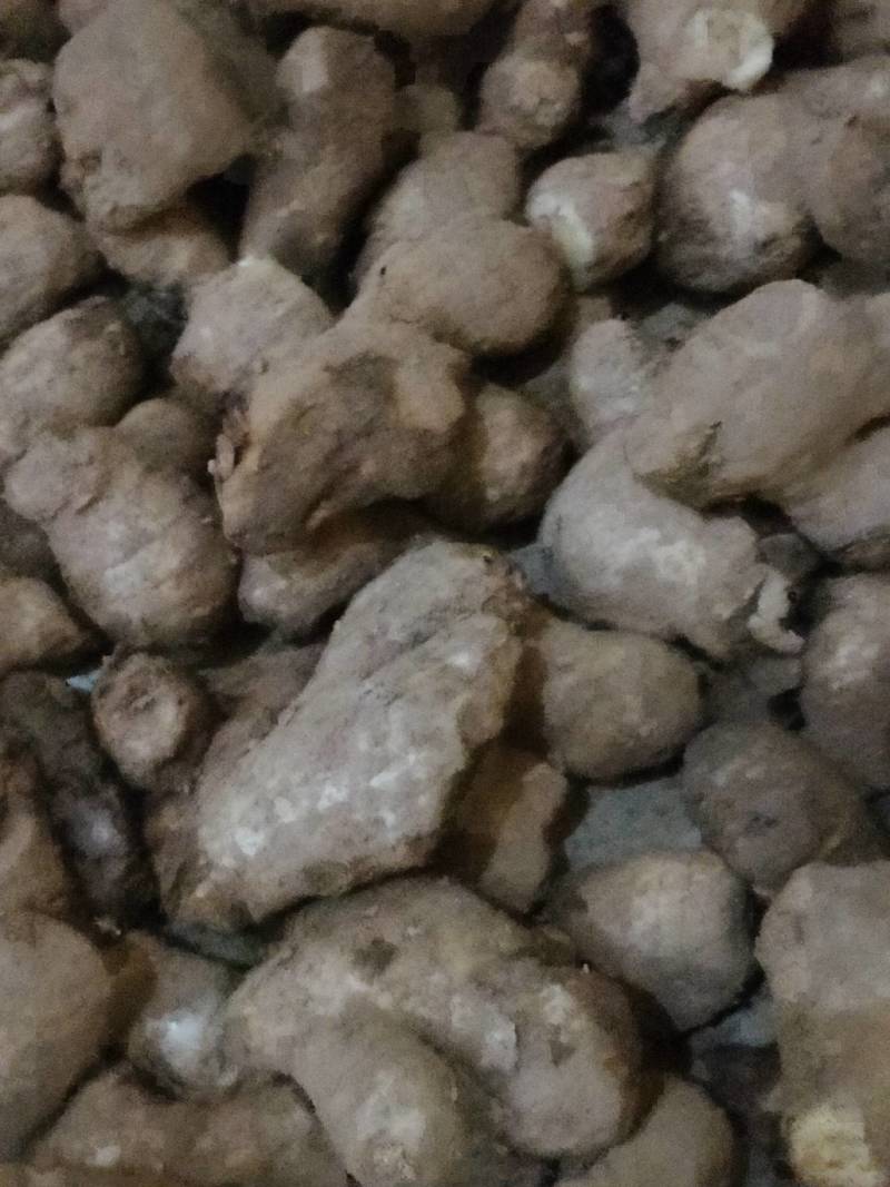 山东大黄姜寻东南亚代卖商