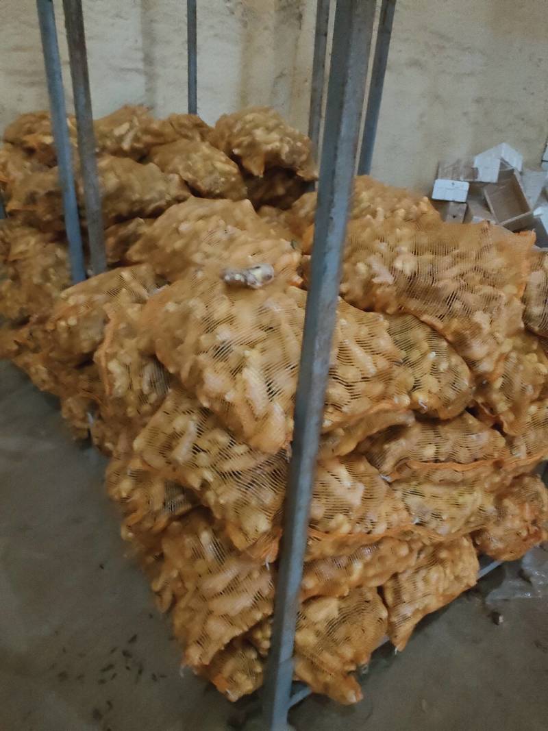 山东大黄姜寻东南亚代卖商
